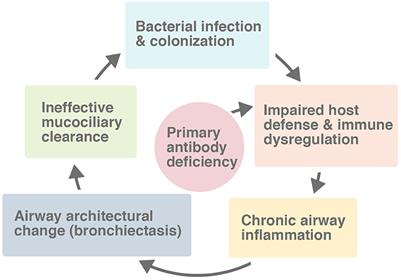 Bronchiectasis in Primary Antibody Deficiencies: A Multidisciplinary Approach